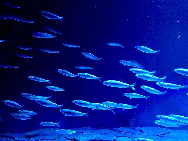 A shoal of silvery fish swimming in deep blue water at the Lisbon Oceanarium