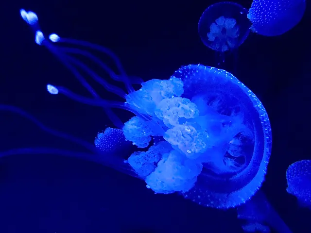 A white-spotted jellyfish glowing blue against a dark background at the Lisbon Oceanarium