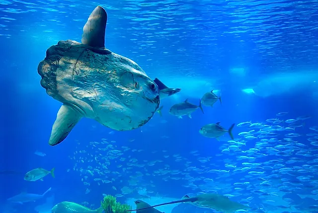 A large fish swimming in the big central tank of the Lisbon Oceanarium among shoals of smaller fish