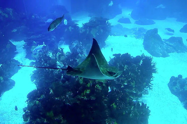 A ray gliding over a rocky reef in a large tank at the Lisbon Oceanarium